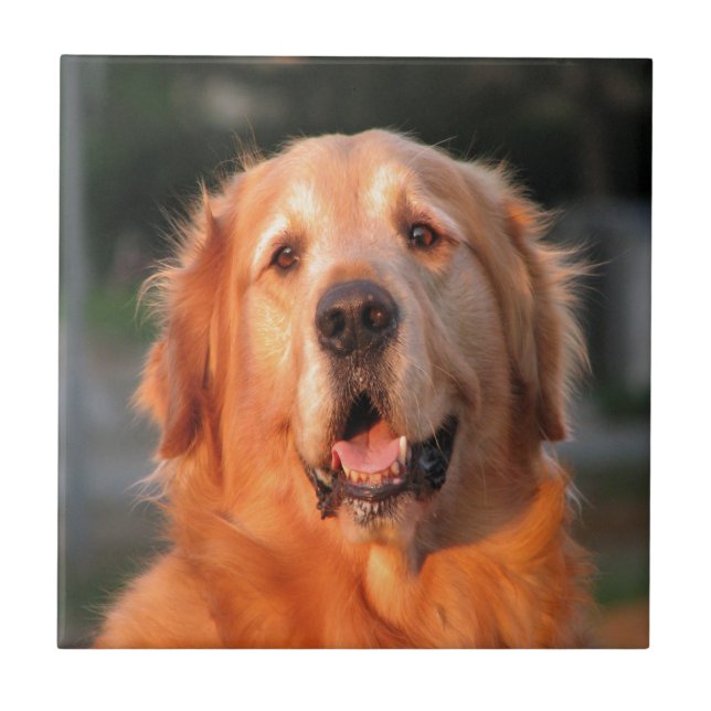 smiling to dear love golden retriever tile (Front)
