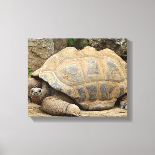 Smiling Tortoise 14"x11" Canvas Print (Front)