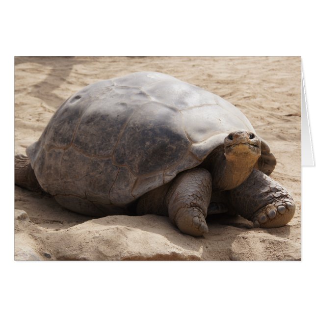 Smiling Tortoise Blank Card (Front Horizontal)