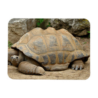 Smiling Tortoise Magnet