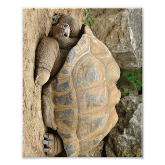 Smiling Tortoise  Photo Print