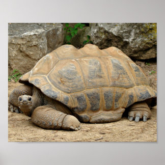 Smiling Tortoise Poster
