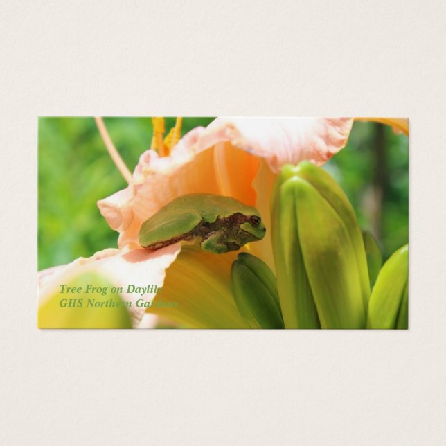 Smiling Tree Frog Pink Lily (Front)