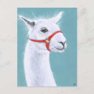 Smiling White Llama postcard