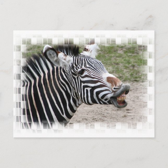 Smiling Zebra Postcard (Front)