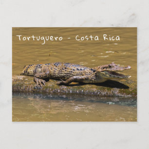 Smilling crocodile in Tortuguero - Costa Rica Postcard