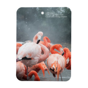 Smithsonian Flamingos In The Snow Magnet