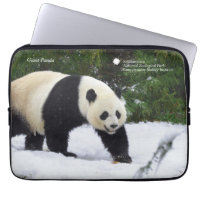 Smithsonian | Giant Pandas In The Snow