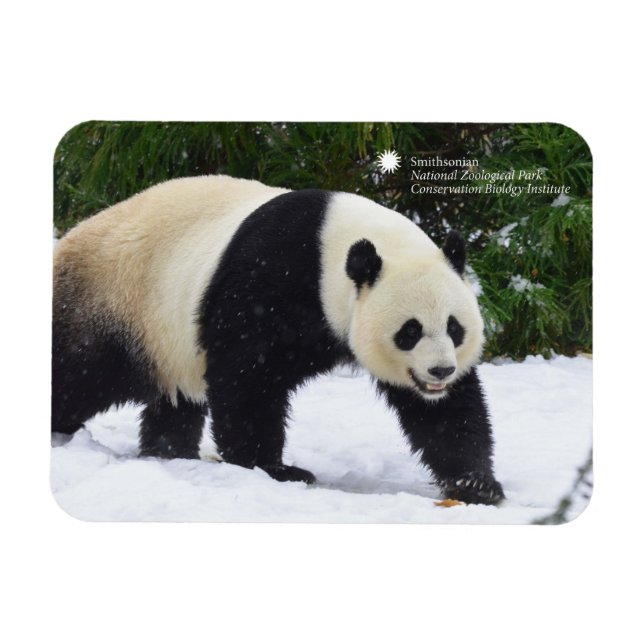 Smithsonian | Giant Pandas In The Snow Magnet (Horizontal)