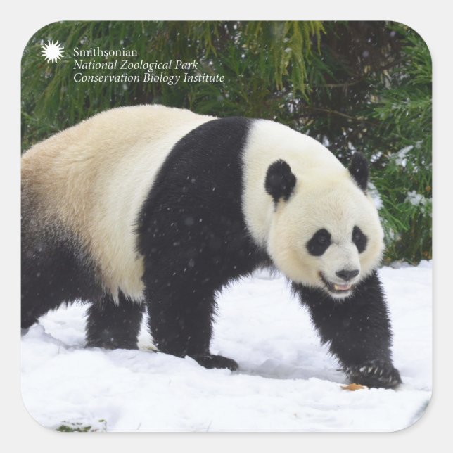 Smithsonian | Giant Pandas In The Snow Square Sticker (Front)
