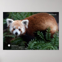 Smithsonian | Red Panda