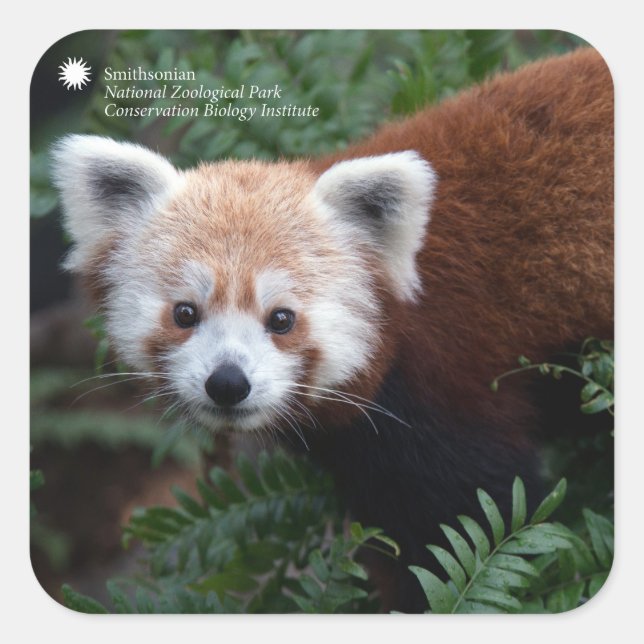 Smithsonian | Red Panda Square Sticker (Front)