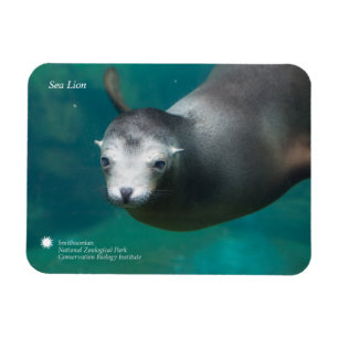 Smithsonian   Sea Lion Magnet