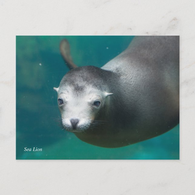 Smithsonian | Sea Lion Postcard (Front)