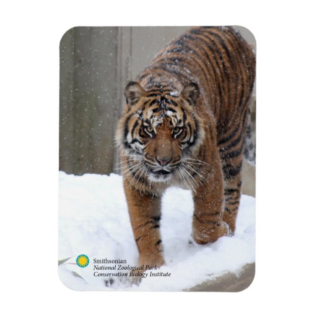 Smithsonian | Sumatran Tiger Damai Magnet (Vertical)