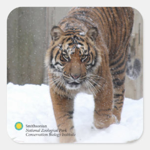 Smithsonian   Sumatran Tiger Damai Square Sticker