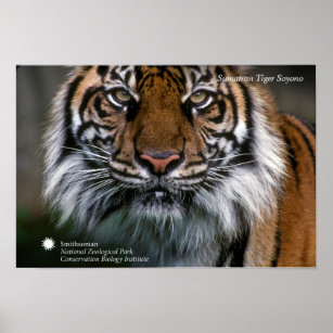 Smithsonian   Sumatran Tiger Soyono Poster