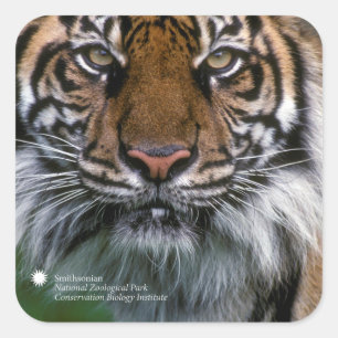 Smithsonian   Sumatran Tiger Soyono Square Sticker