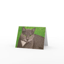 Smokey Cat blank card.