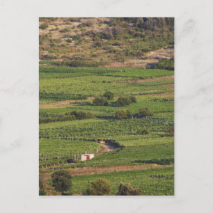 Smokvica vineyards on Korcula from the Toreta Postcard