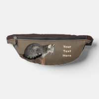 Smoky Grey Tabby Cat