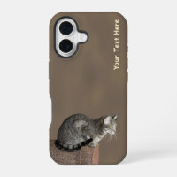 Smoky Grey Tabby Cat