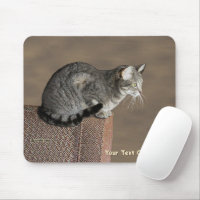 Smoky Grey Tabby Cat
