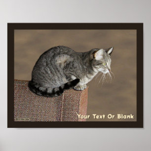 Smoky Grey Tabby Cat Poster