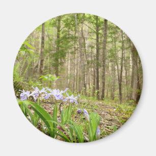 Smoky Mountain Trail in Spring Magnet