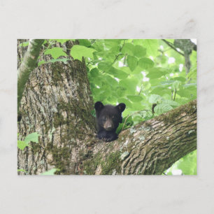 Smoky Mountains Black Bear Cub Wildlife Postcard