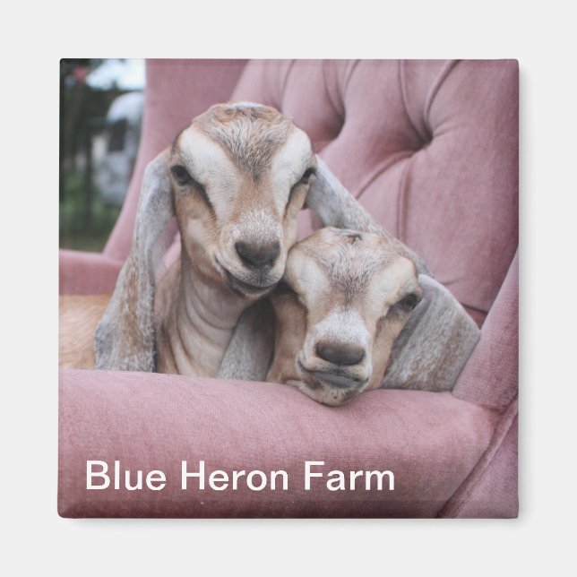 Smooshie Baby Goat Magnet (Front)