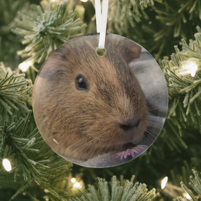 Smooth, Agouti Guinea Pig and Pink Flower Glass Tree Decoration (Insitu)