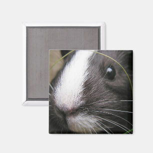 Smooth, Black and White Guinea Pig Face Closeup Magnet