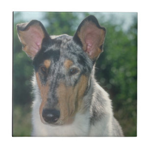 Smooth Blue Merle Collie Tile
