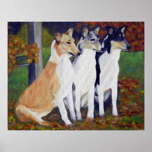 Smooth Collie Dog Portrait Poster (Front)