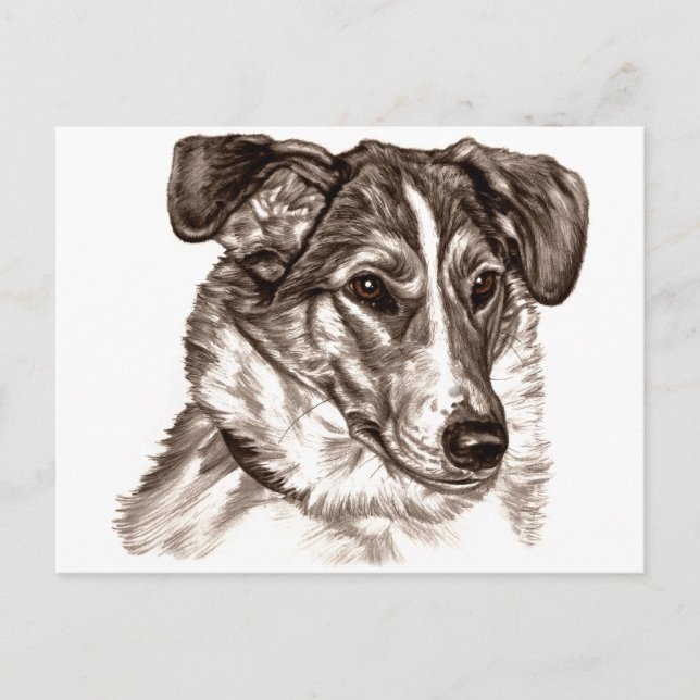 Smooth Collie Portrait Postcard (Front)