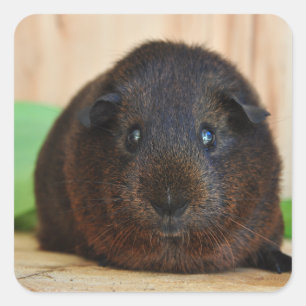 Smooth, Golden Agouti Guinea Pig Square Sticker