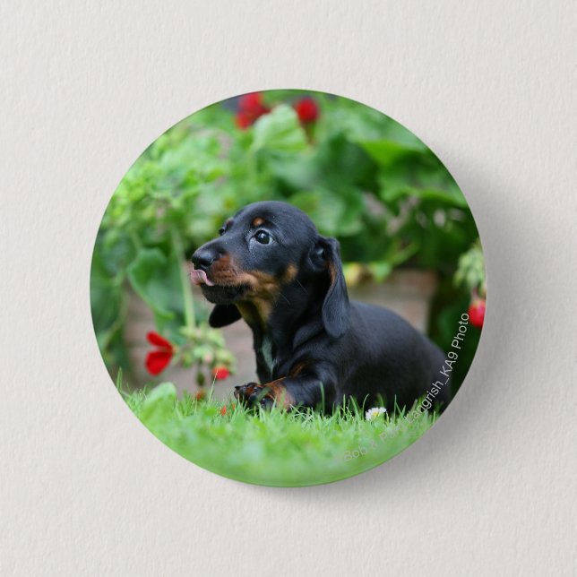 Smooth-haired Miniature Dachshund 1 6 Cm Round Badge (Front)