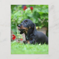 Smooth-haired Miniature Dachshund 1