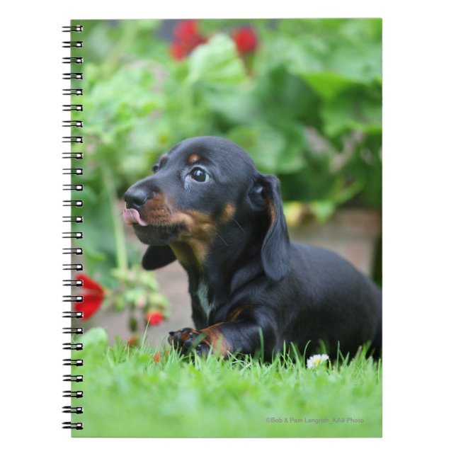 Smooth-haired Miniature Dachshund 1 Spiral Notebook (Front)