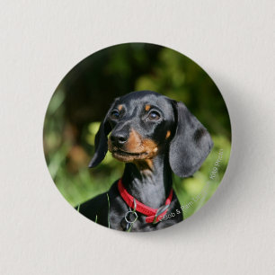 Smooth-haired Miniature Dachshund 3 6 Cm Round Badge