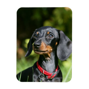 Smooth-haired Miniature Dachshund 3 Magnet