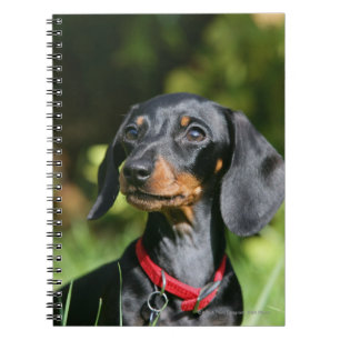 Smooth-haired Miniature Dachshund 3 Spiral Notebook