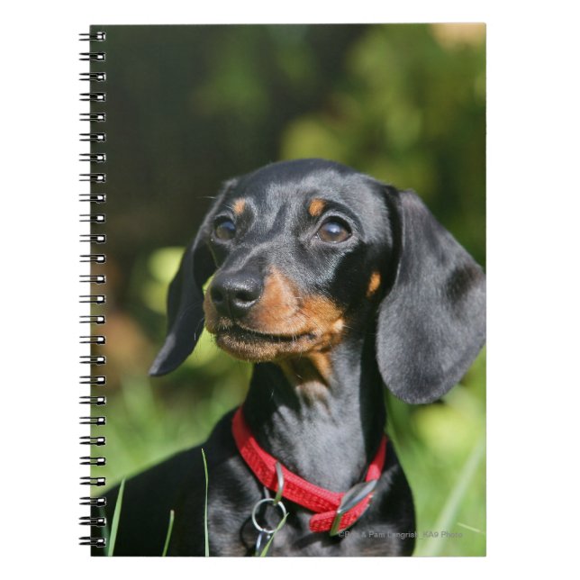 Smooth-haired Miniature Dachshund 3 Spiral Notebook (Front)