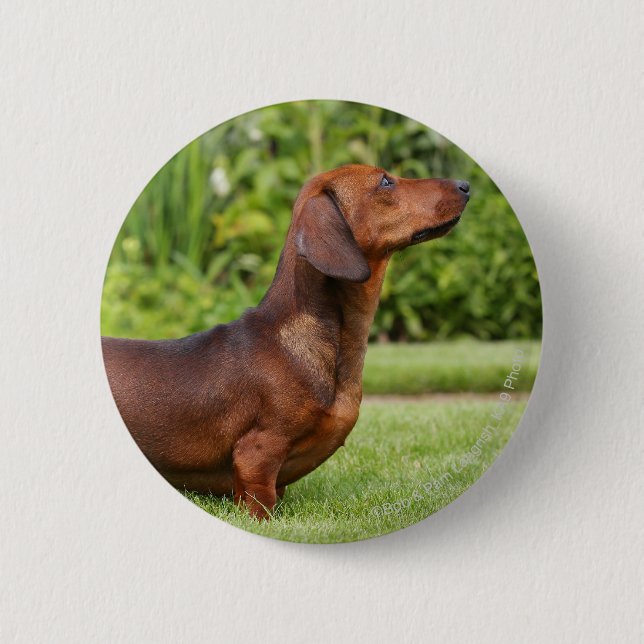 Smooth-haired Miniature Dachshund 6 Cm Round Badge (Front)
