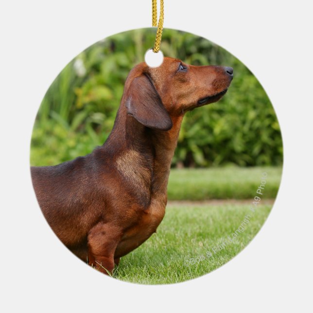 Smooth-haired Miniature Dachshund Ceramic Tree Decoration (Front)