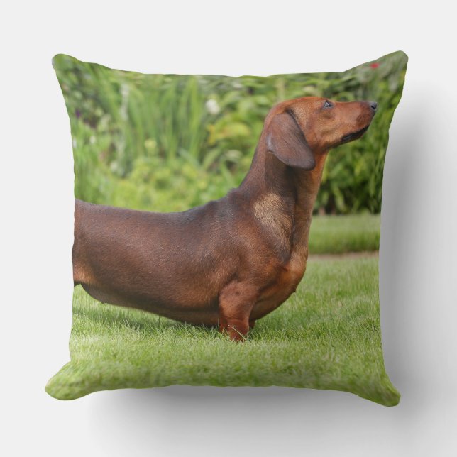 Smooth-haired Miniature Dachshund Cushion (Front)