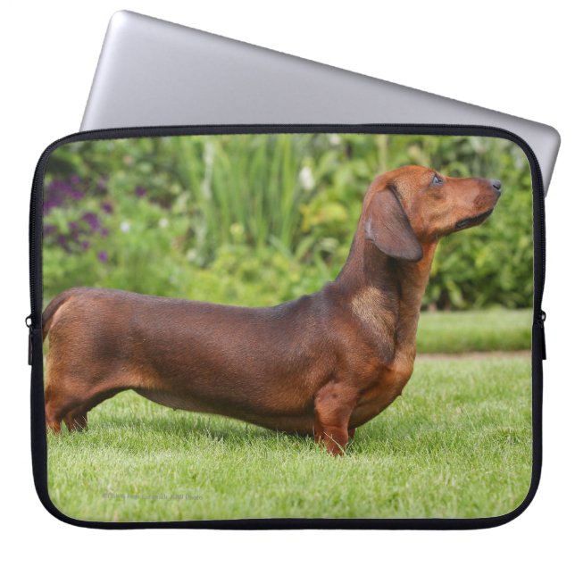 Smooth-haired Miniature Dachshund Laptop Sleeve (Front)