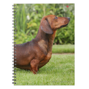 Smooth-haired Miniature Dachshund Notebook