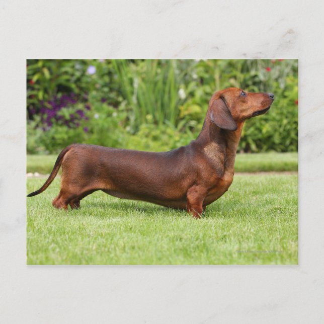 Smooth-haired Miniature Dachshund Postcard (Front)
